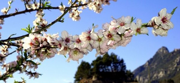 almond-flowers-1188499_640