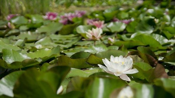 water-lily-175962_640